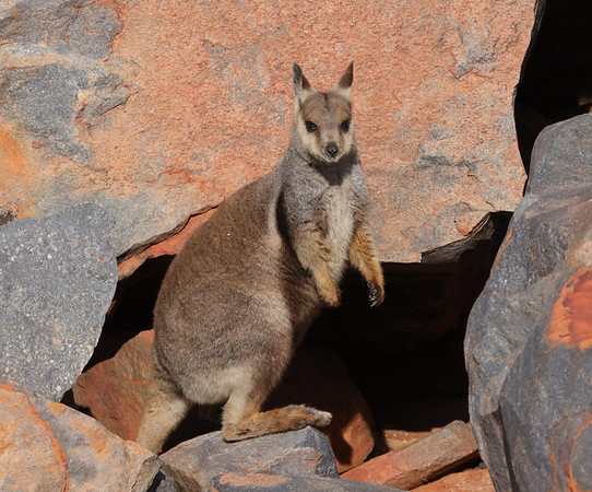 Black-flanked Rock Wallaby