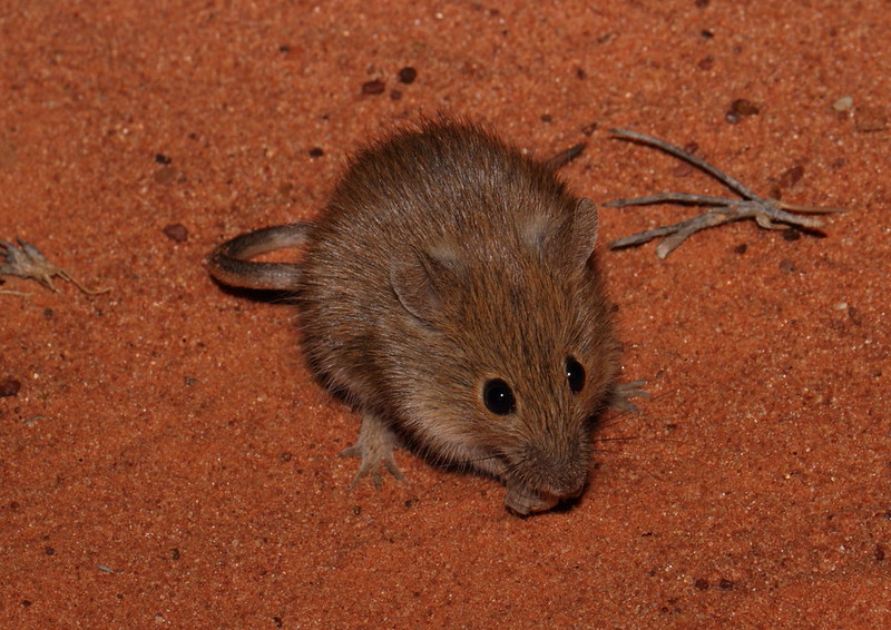 Brown Desert Mouse