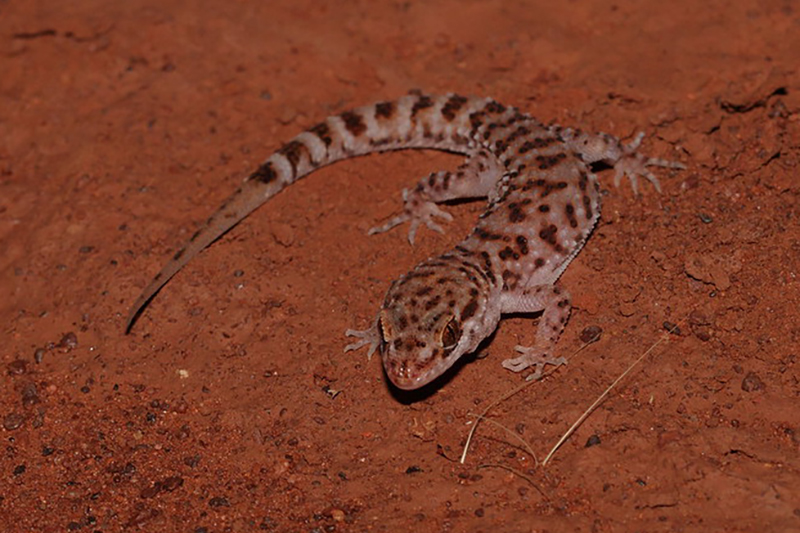 Bynoe's gecko