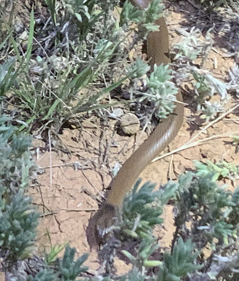 Curl Snake