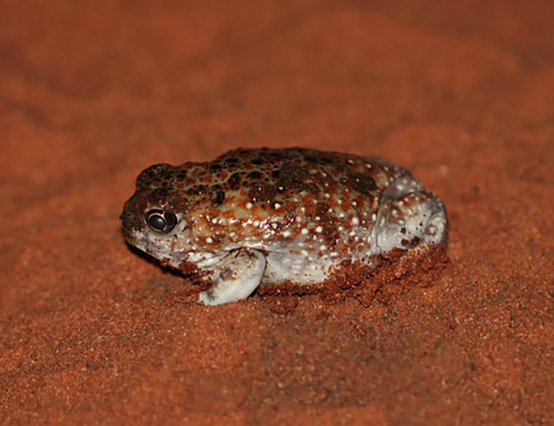 Desert Spadefoot