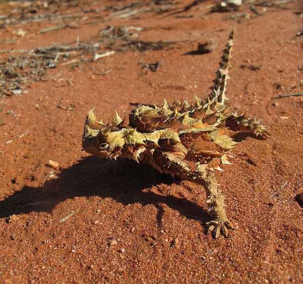 Thorny Devil